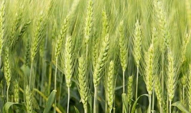 Wheat farmers optimistic of contributing to national target