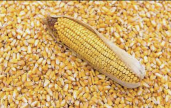 Maize stocks exceed demand