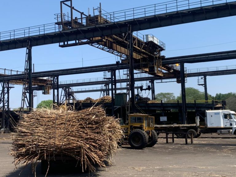 Sugarcane value chain under scrutiny