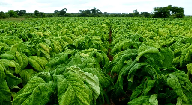 Tobacco farmers to participate in forex auction to finance operations