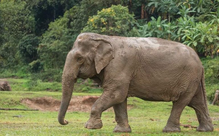 Elephants kill 2 people in Zvimba