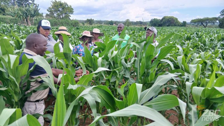 Mash East exceeds maize planting target, raising food security prospects